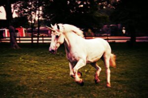 unicorn